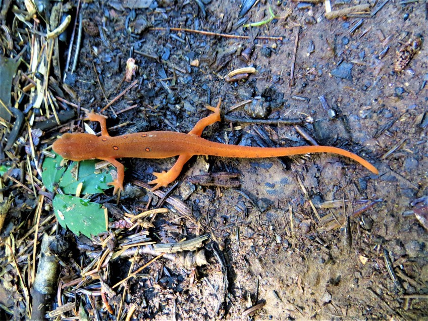 Red-Spotted Newt, Mt. Adams, NY