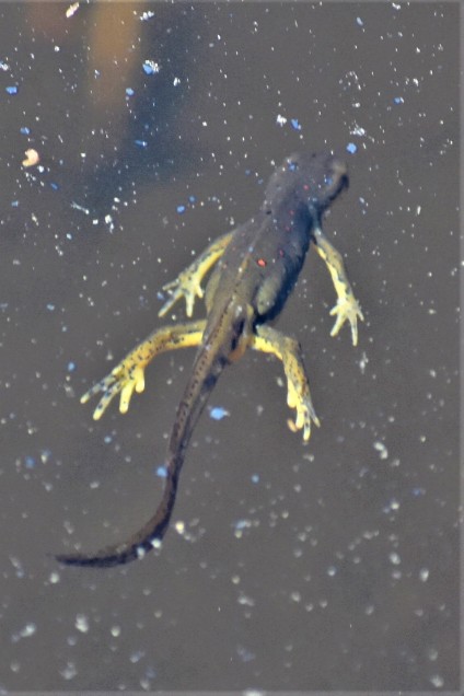 Red-spotted Newt in Pond at Rooster Comb Mt., Keene Valley, NY