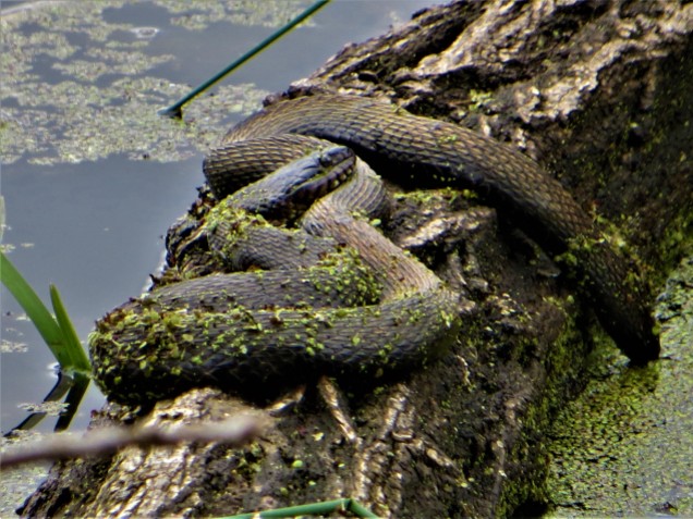 Rat Snake at Vischer Ferry Preserve, NY