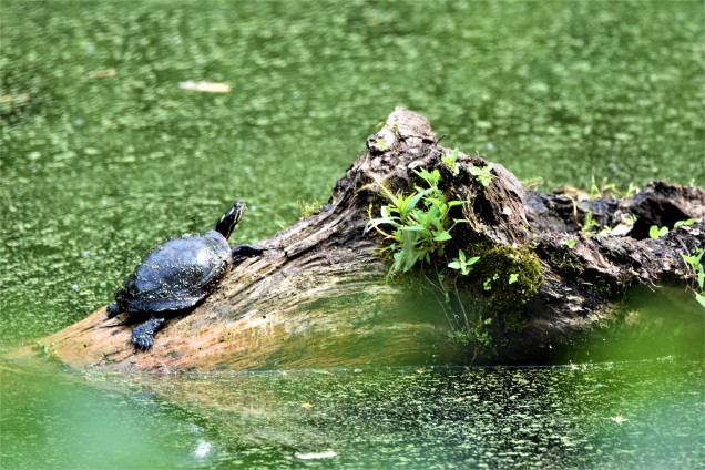 Painted Turtle at Vischer Ferry Preserve, NY