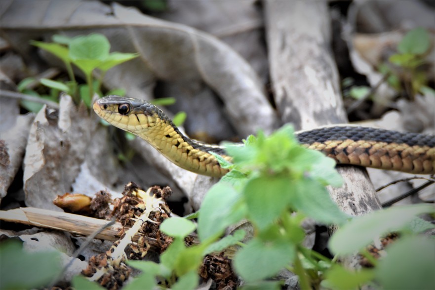 Garter Snake at Vischer Ferry Preserve, NY