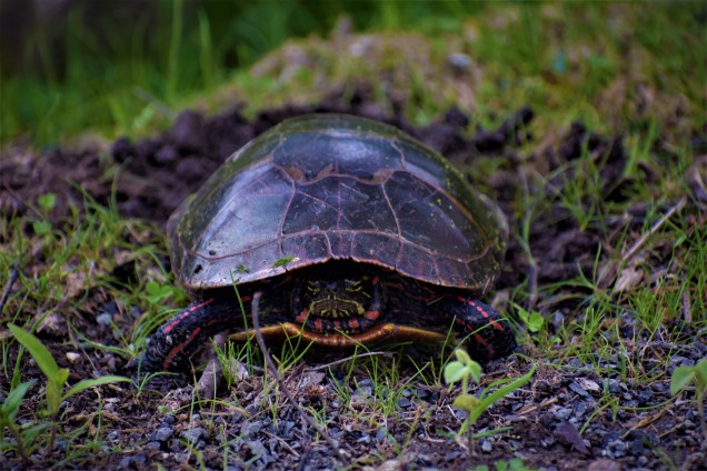 Painted Turtle Laying Eggs at Vischer Ferry Preserve, NY