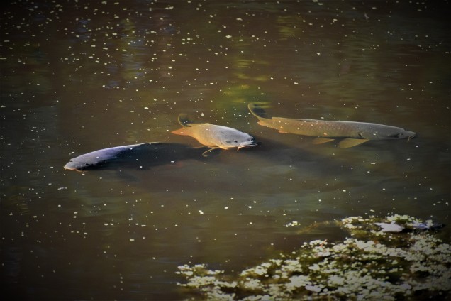 Carp in the Erie Canal at Vischer Ferry Preserve, NY