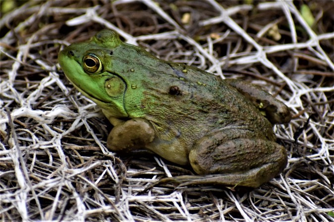 Bullfrog at Vischer Ferry Preserve, NY