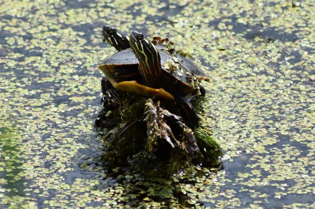 Painted Turtles at Vischer Ferry Preserve, NY