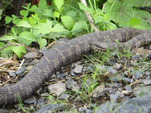 Northern Water Snake at Vischer Ferry Preserve, NY