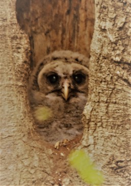 Barred Owlet, Kinns Road Park in Clifton Park, NY - May 8, 2018