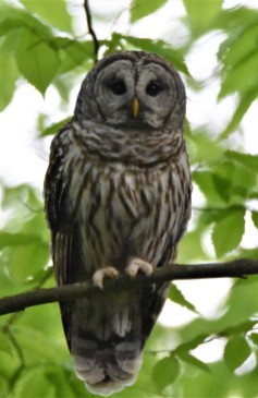 Barred Owl, Kinns Road Park in Clifton Park, NY - May 18, 2018