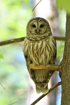 Barred Owl Keeps Close Eye on Us at Kinns Road Park in Clifton Park, NY - May 13, 2018