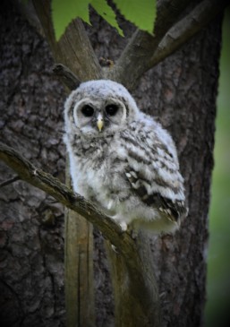 Barred Owl Fledgling, Kinns Road Park, Clifton Park, NY - May 18, 2018