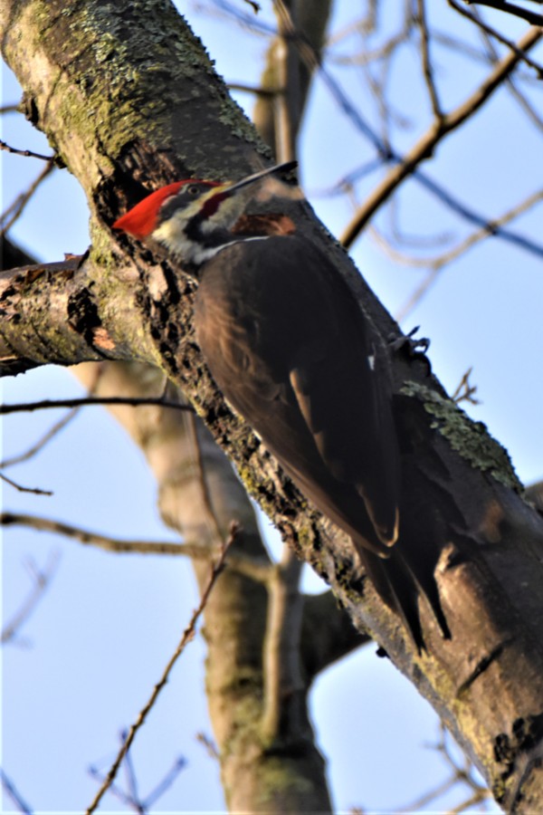 Pileated Woodpecker, Ballston Creek Preserve, Malta, NY - January 5, 2019