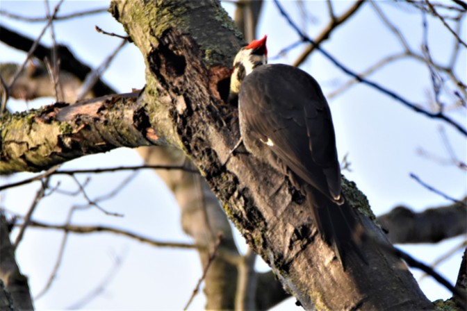 Pileated Woodpecker, Ballston Creek Preserve, Malta, NY - January 5, 2019